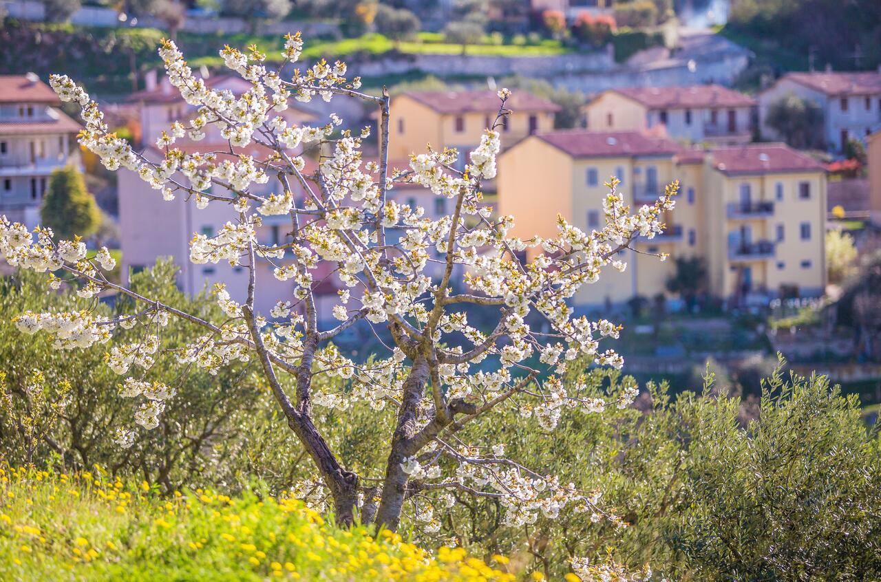 Valpolicella Homes Recioto Apartment SantʼAmbrogio di Valpolicella 外观 照片